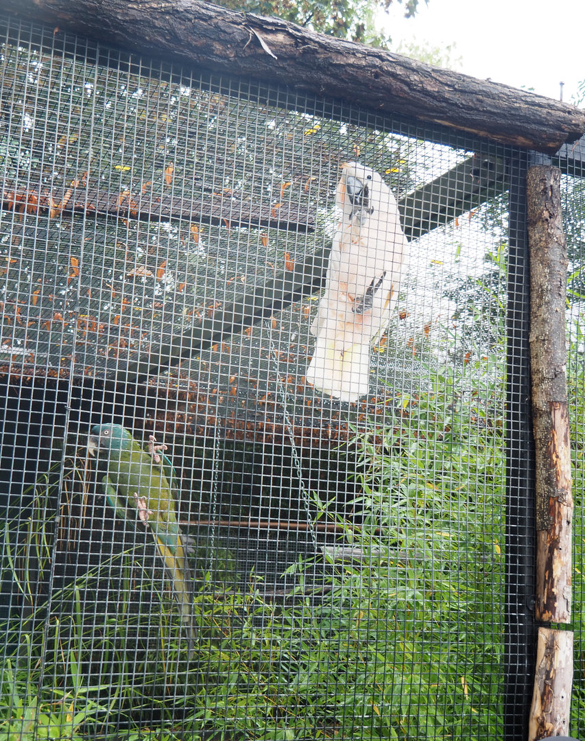 Blue-headed macaw (Primolius couloni) and Moluccan cockatoo (Cacatua moluccensis), 2022-09-14