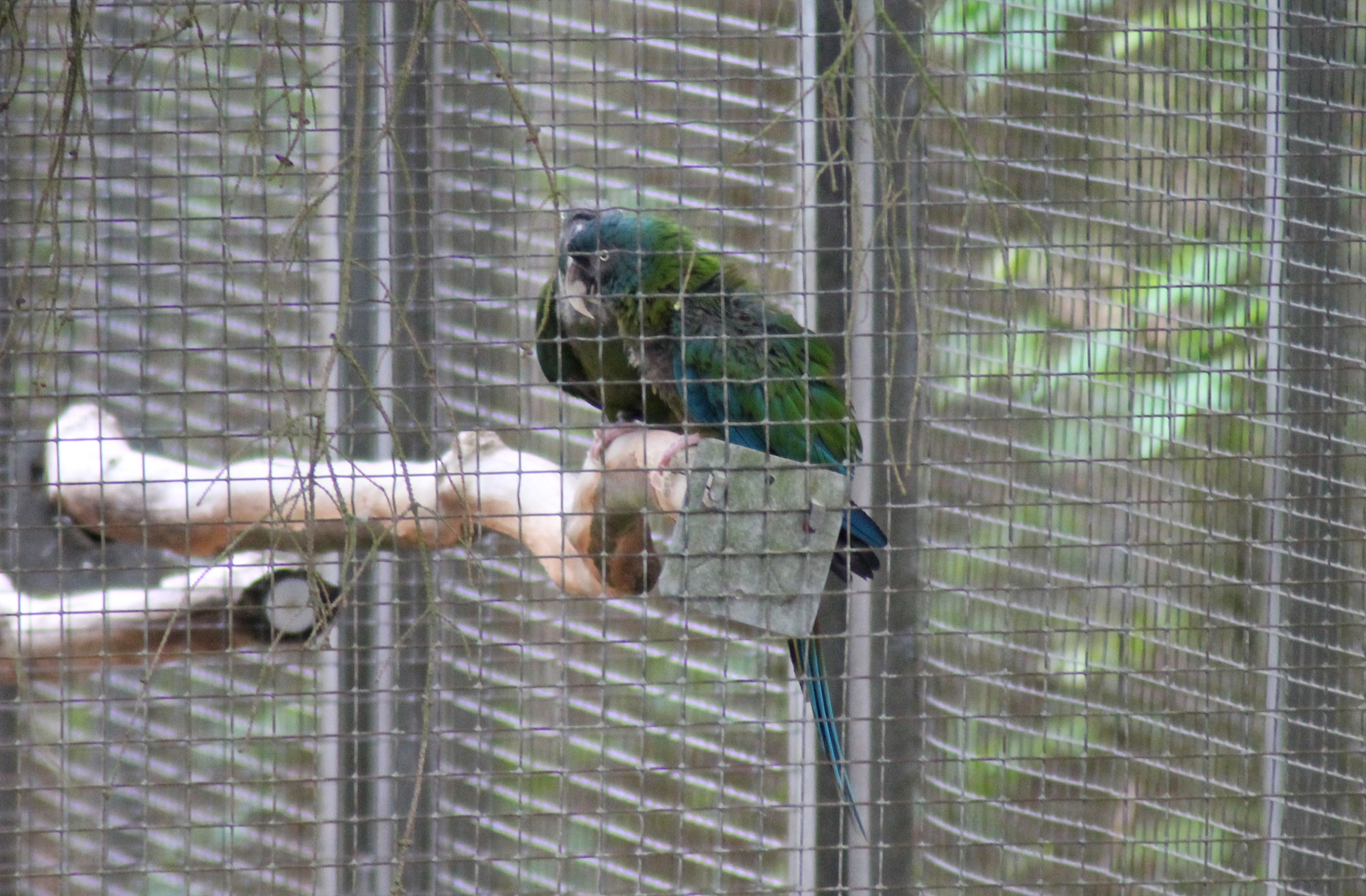 Blue-headed macaw (Primolius couloni)