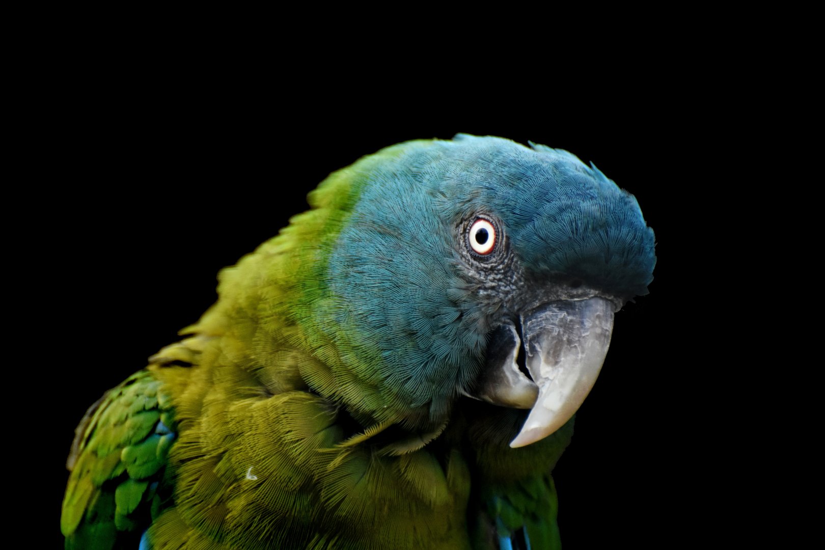 Blue-headed Macaw Primolius couloni