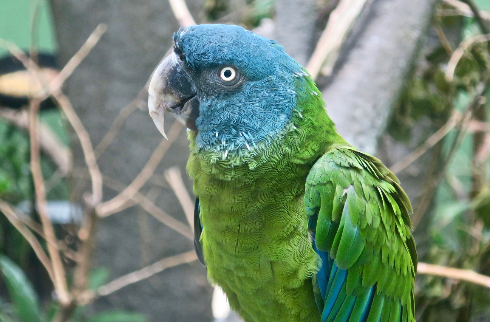 Blue-Headed Macaw (Primolius couloni)