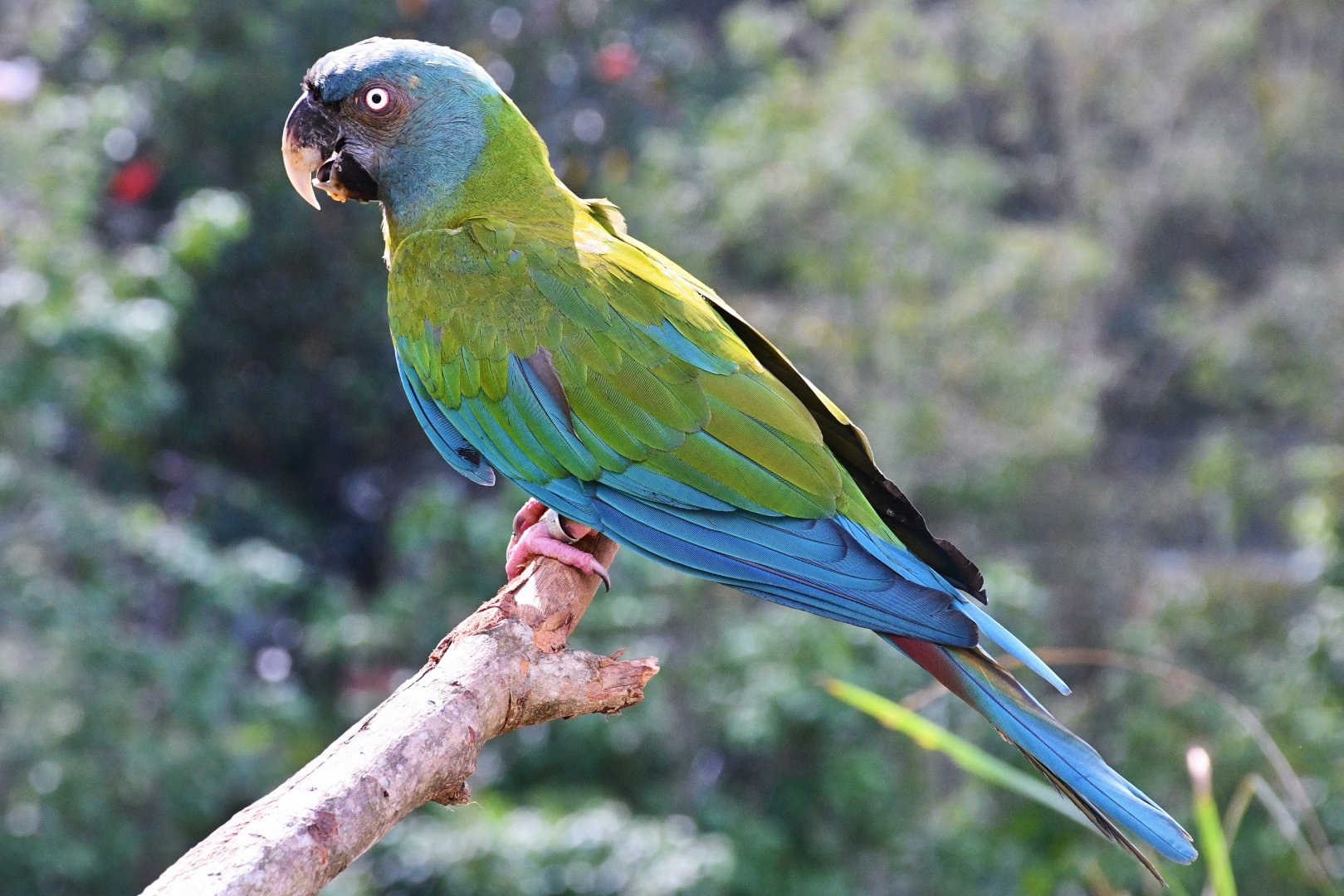 Blue-headed Macaw (Primolius couloni)