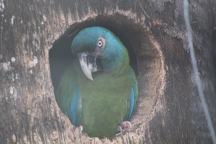 Blue-headed macaw (Primolius couloni)
