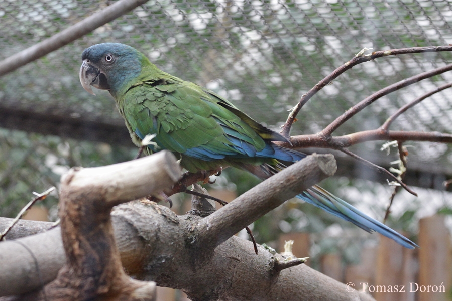 Blue-headed Macaw (Propyrrhura couloni)