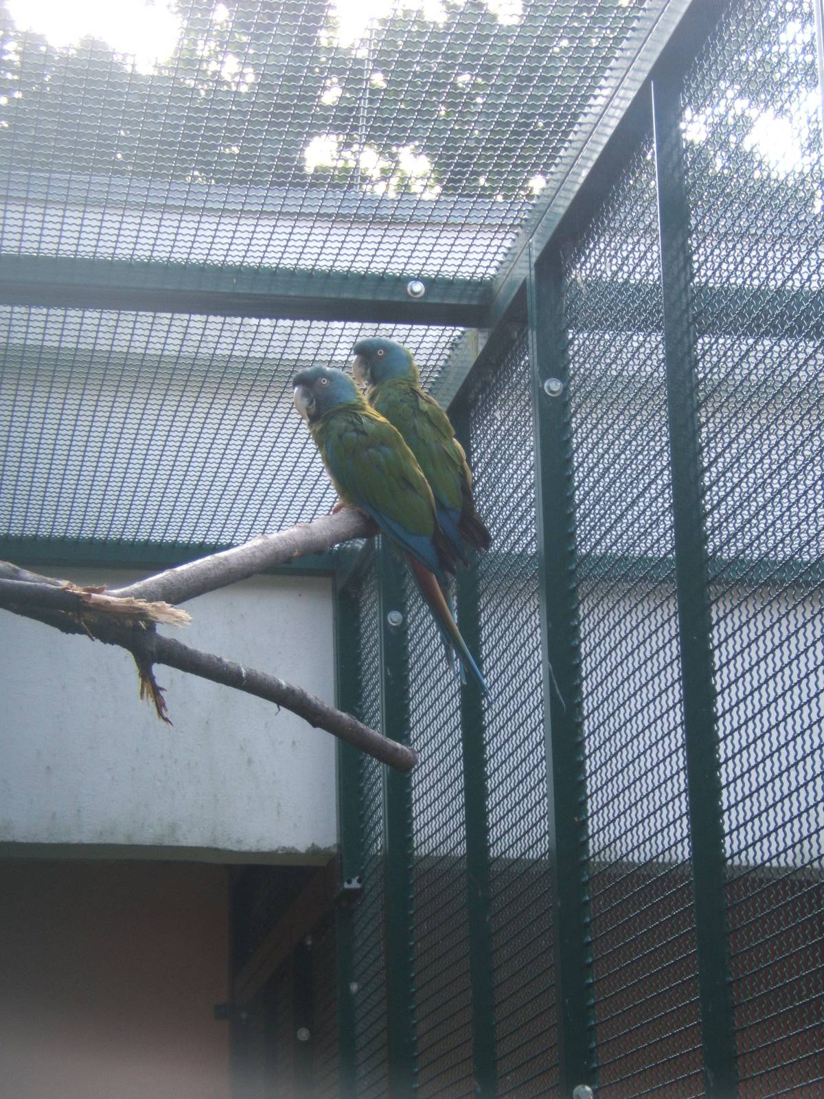 Blue-headed Macaw