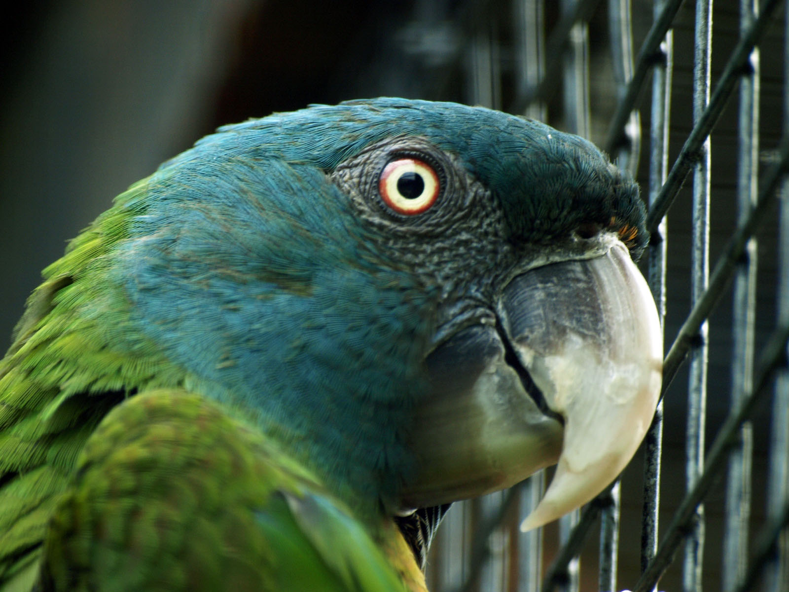 Blue-headed macaw
