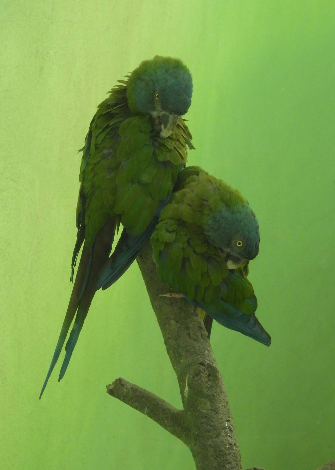 Blue Headed Macaw