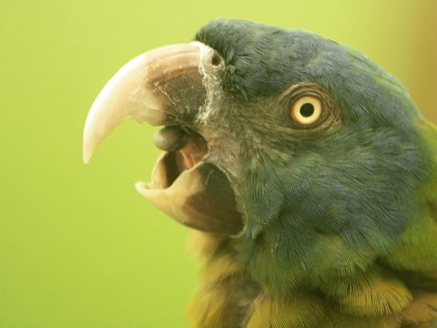 Blue-headed Macaw