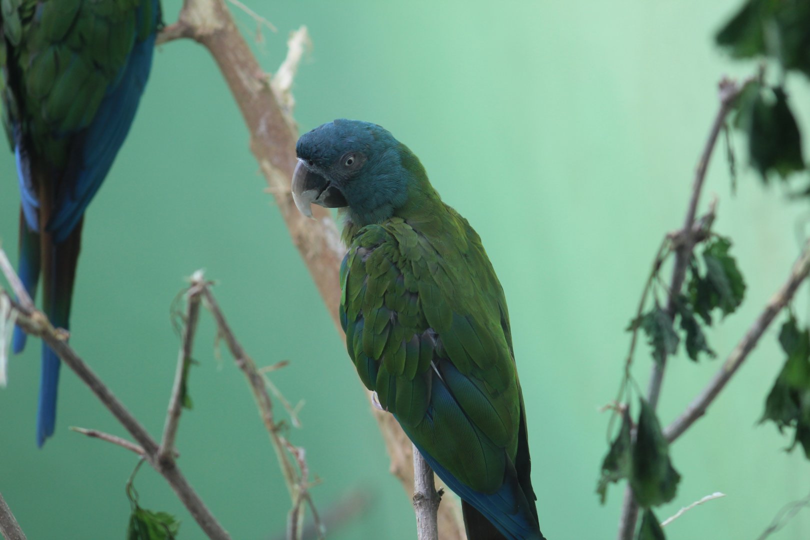 Blue-Headed Macaw