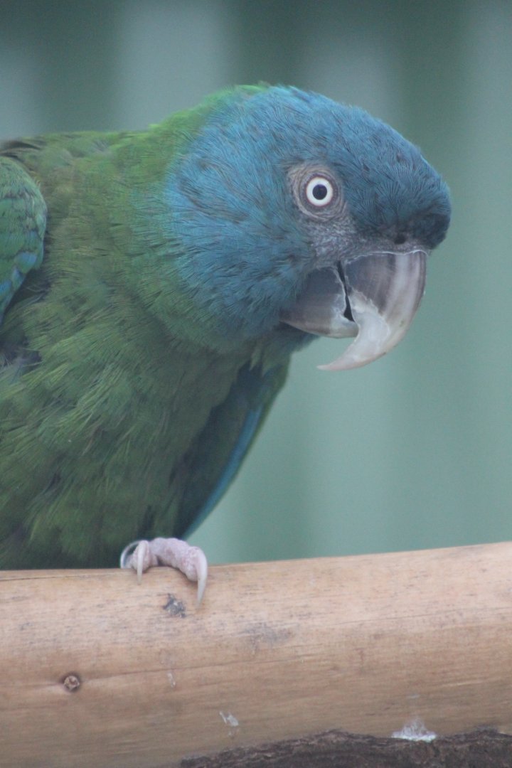 Blue-headed macaw