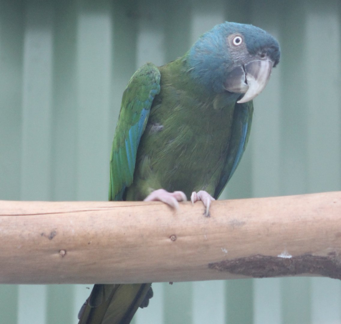 Blue-headed macaw