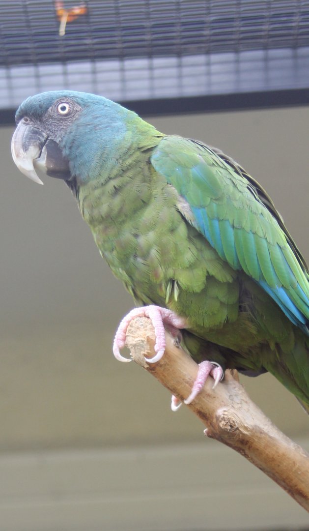 Blue-headed macaw
