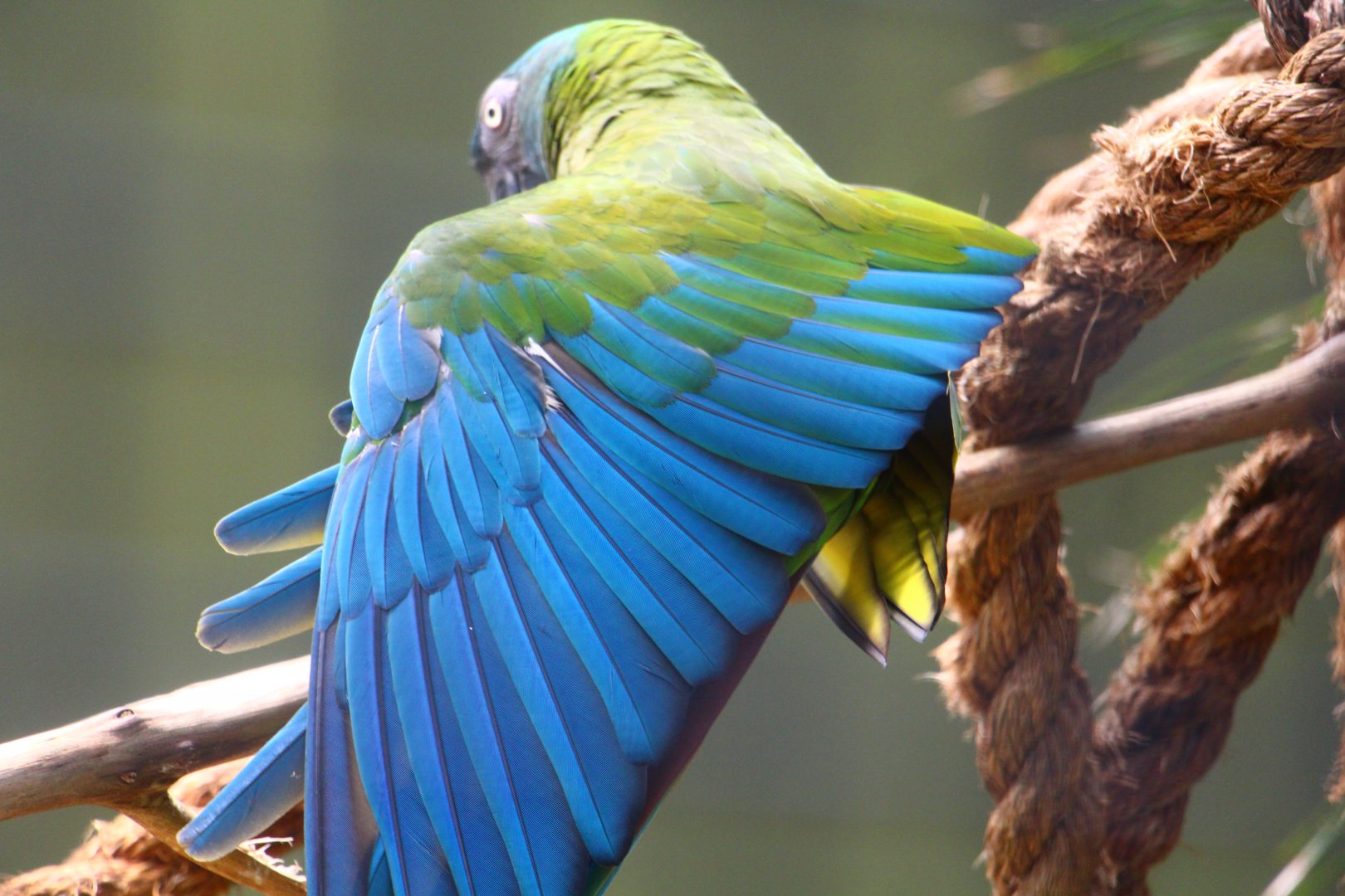 Blue-headed Macaw