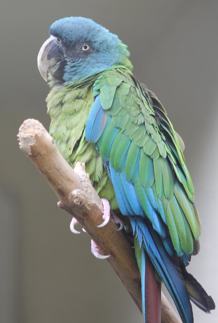 Blue-headed macaw