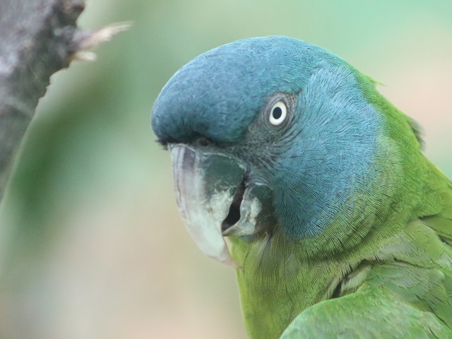 Blue-headed Macaw