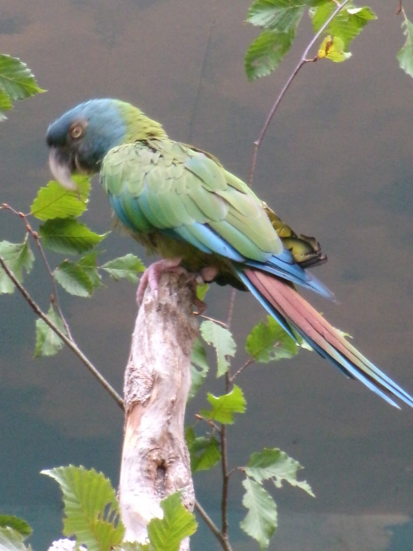 Blue-headed macaw