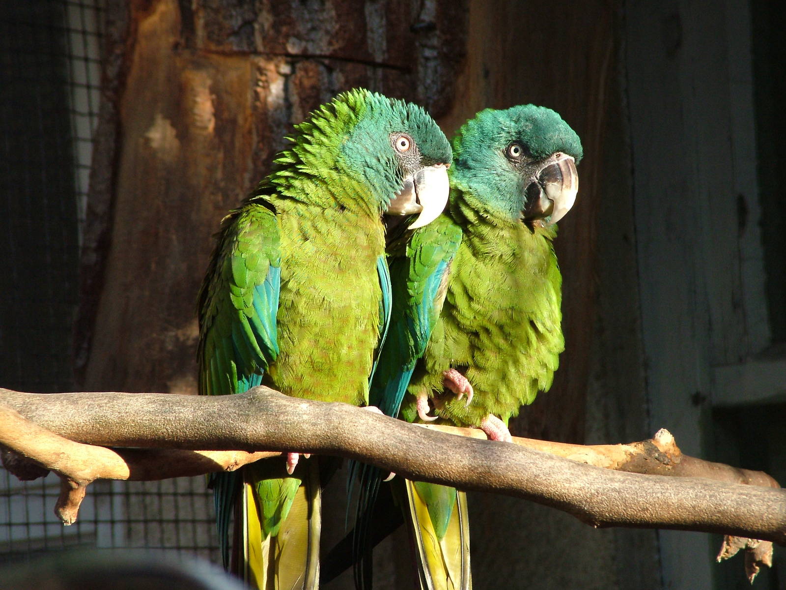 Blue-headed Macaws at Antwerp Zoo Jan 09