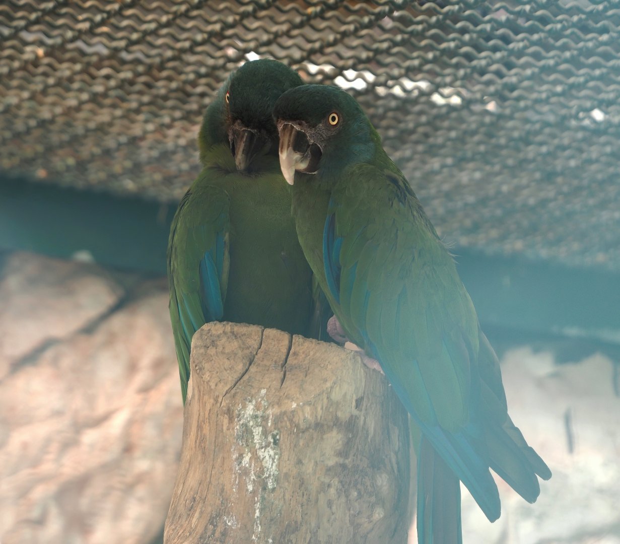 Blue-headed macaws (Primolius couloni), 2024-05-23
