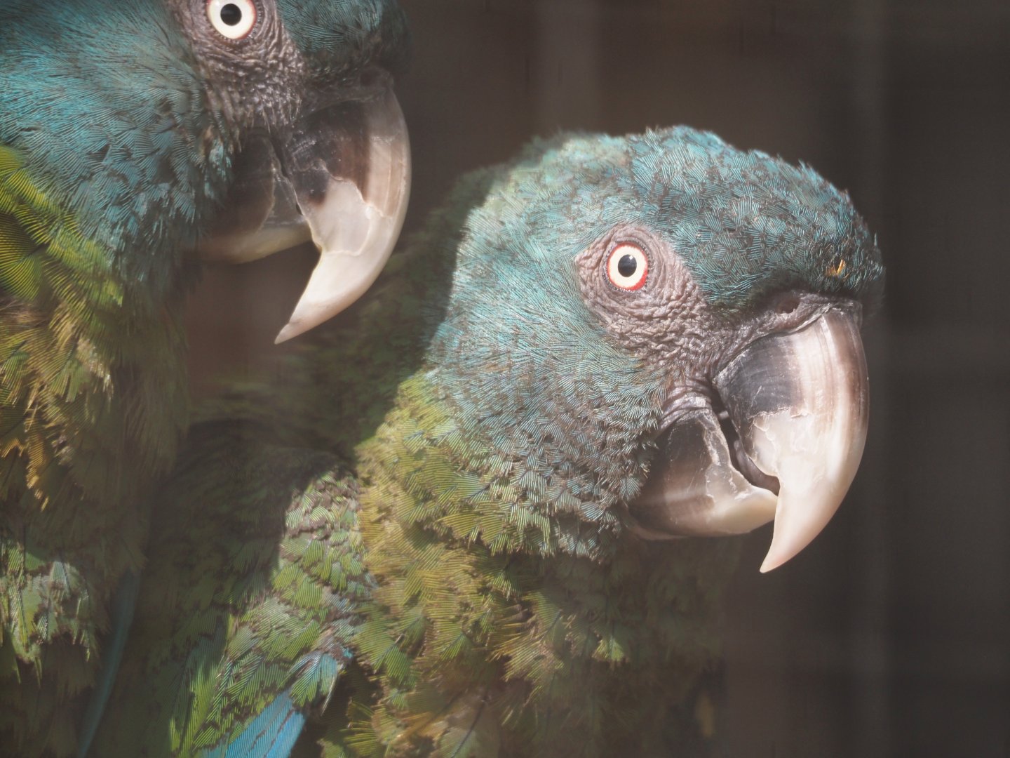 Blue-headed macaws (Primolius couloni), 2025-04-12