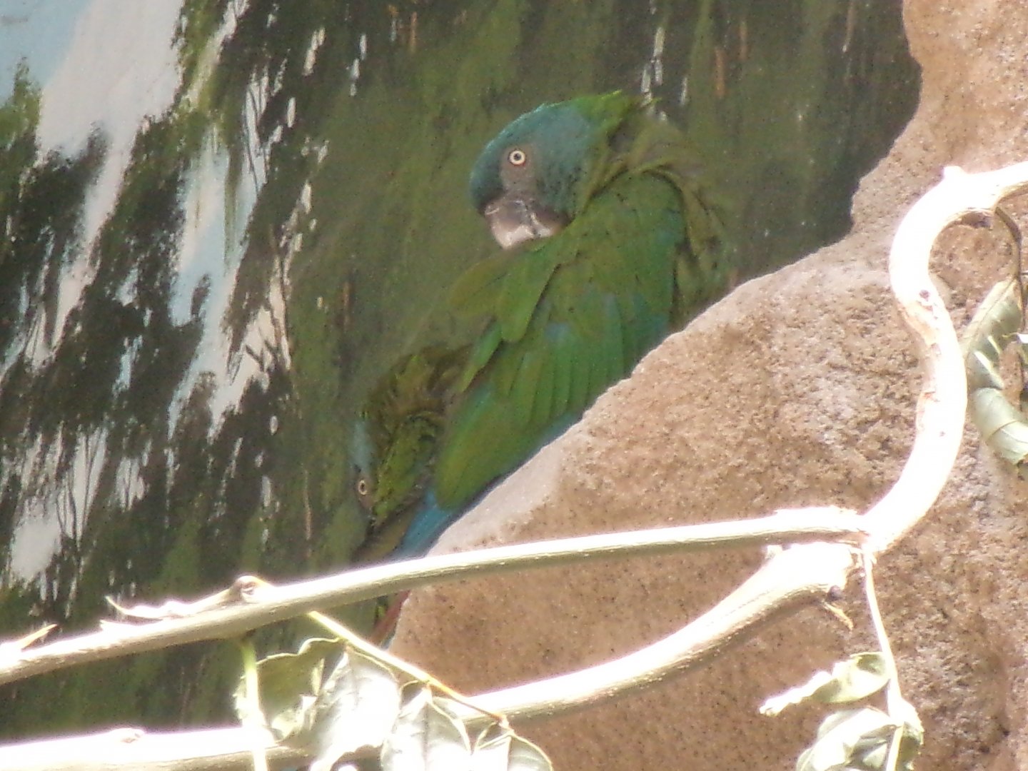 Blue-headed macaws