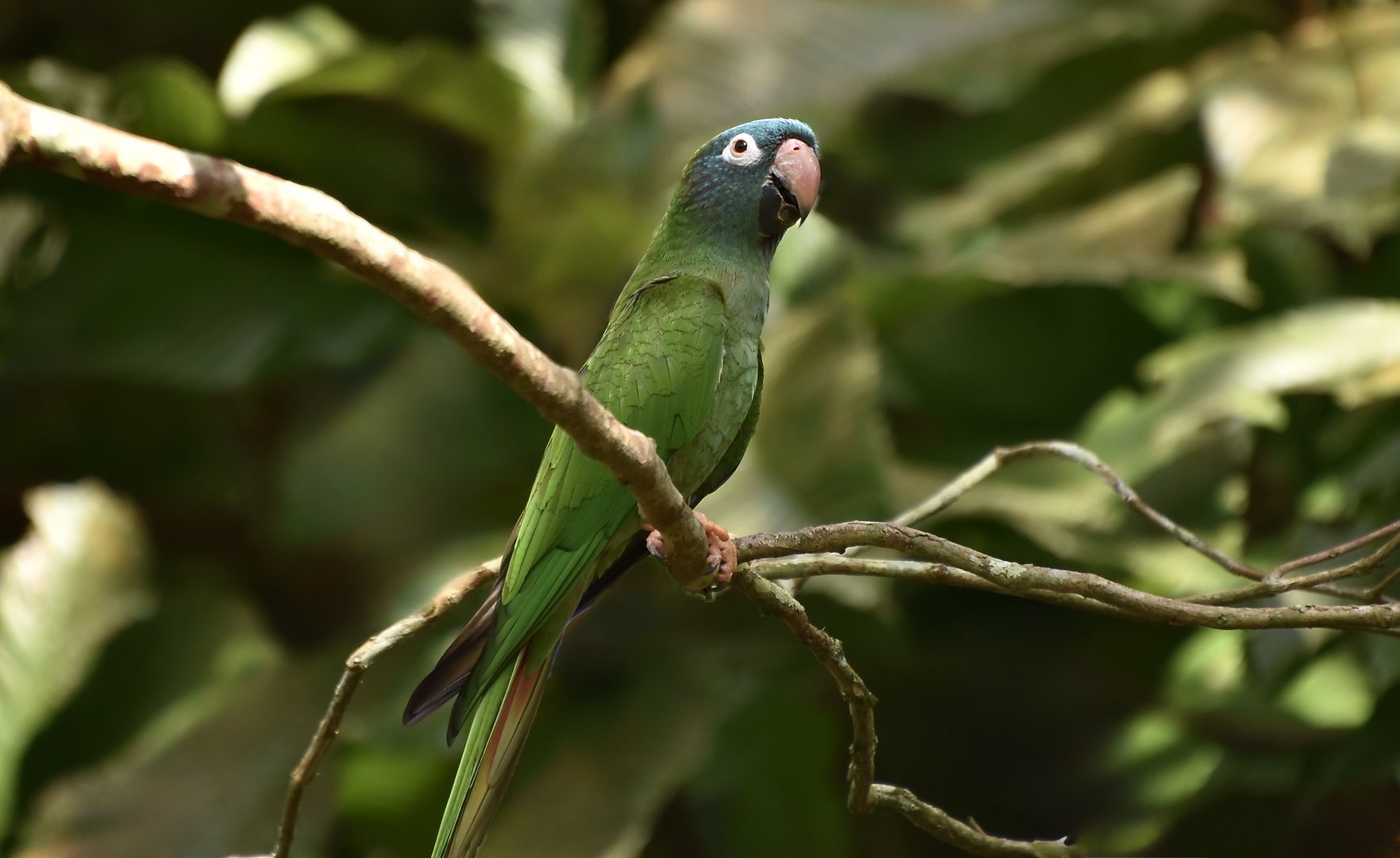 Blue-Headed Parakeet (Thectocercus acuticaudatus acuticaudatus)