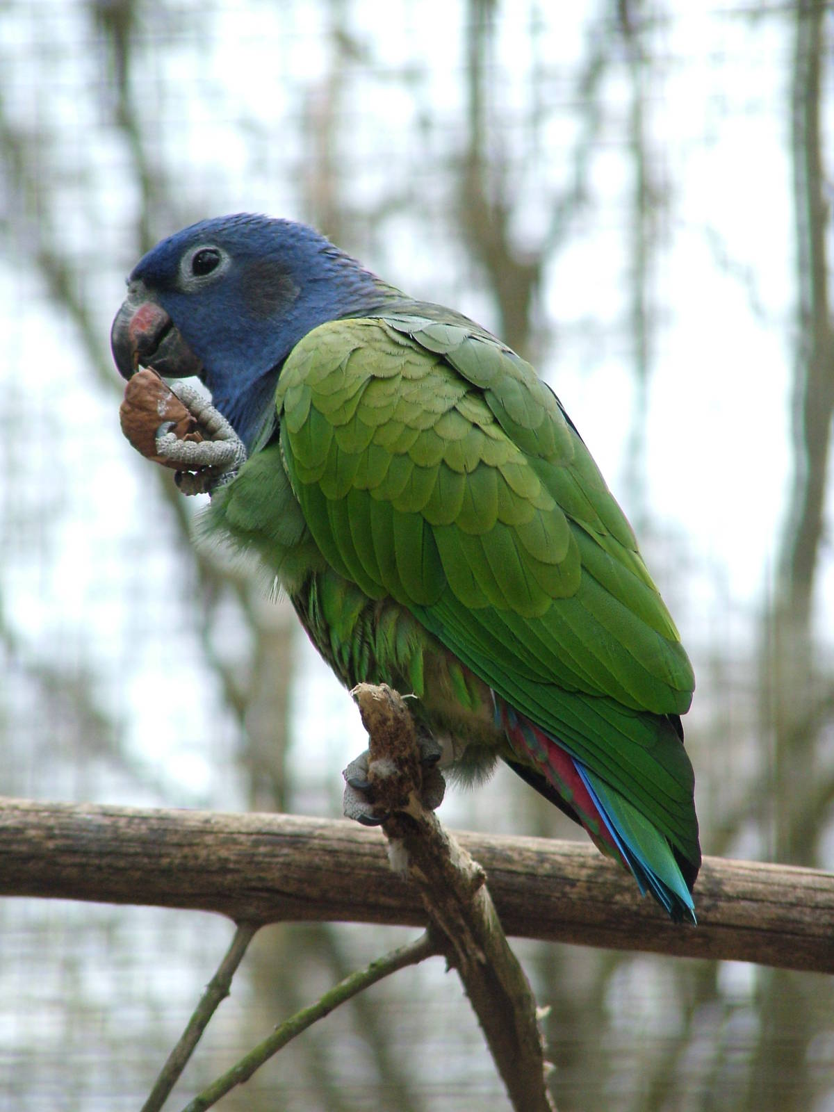 Blue-headed Parrot at Tilgate Nature Centre 14/03/10