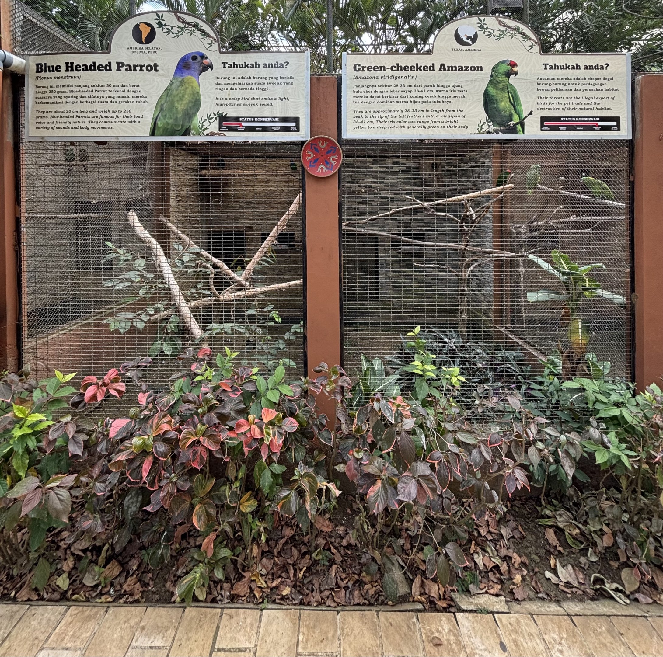 Blue-headed Parrot + Green-cheeked Amazon Aviaries