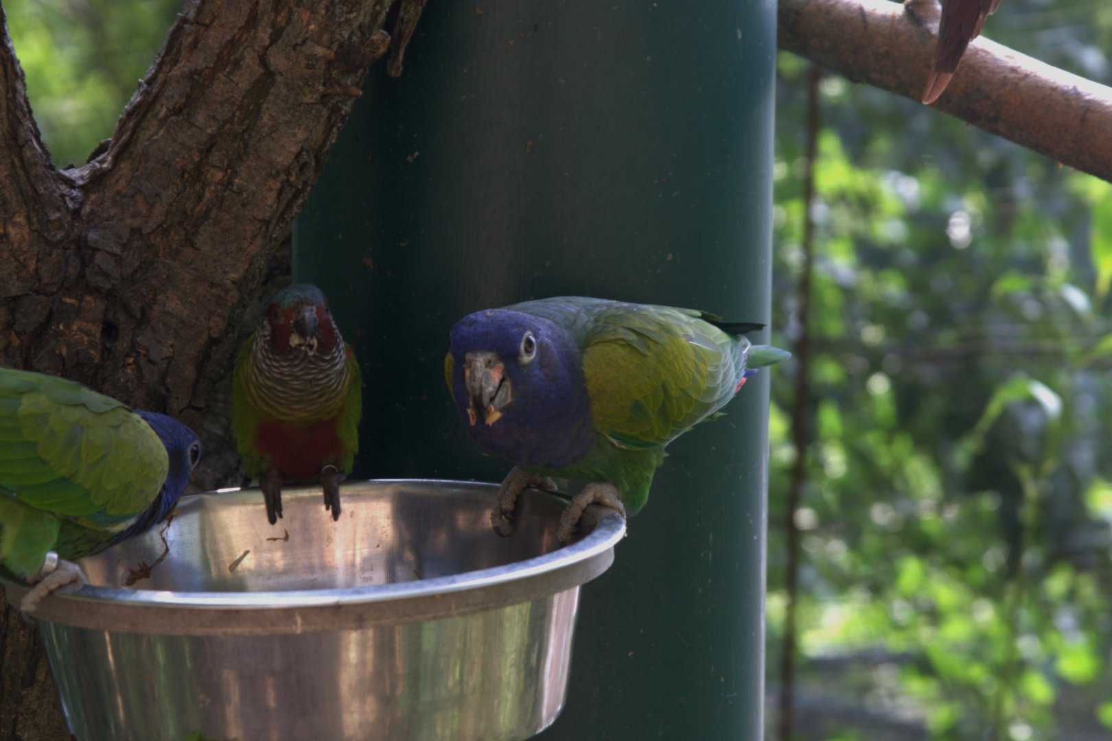 Blue-headed Parrot (Pionus menstruus) and Venezuelan Parakeet (Pyrrhura emma), 13-09-25