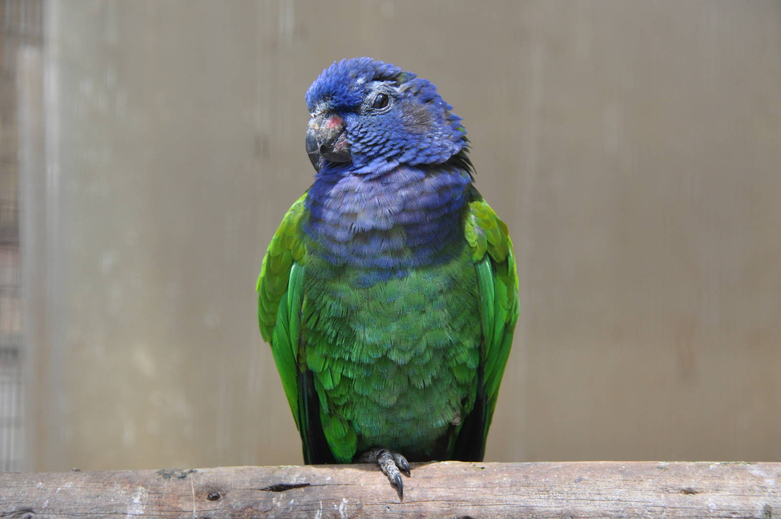 Blue-headed parrot/ Pionus menstruus