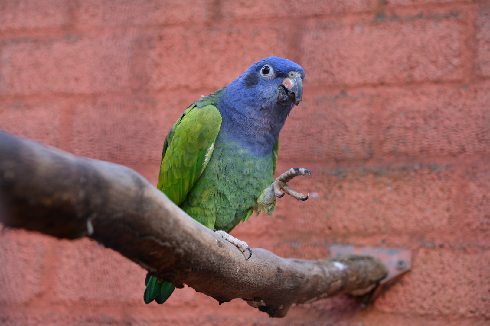 Blue-headed parrot (Pionus menstruus)