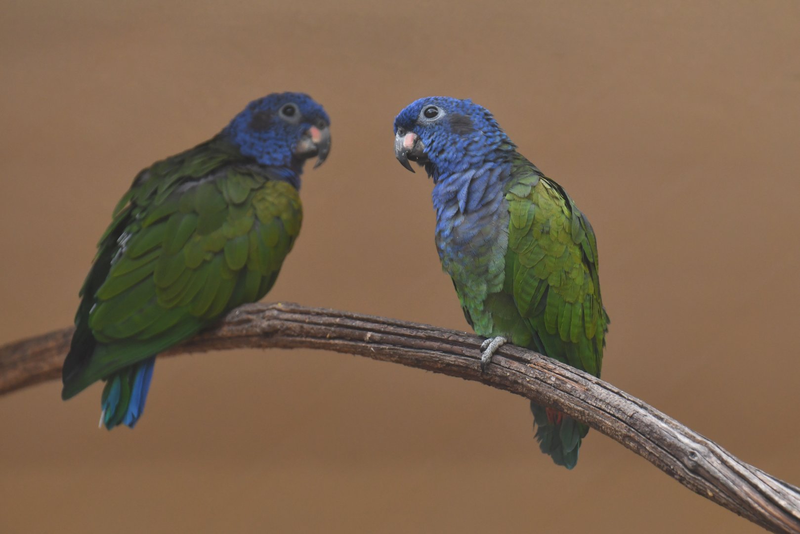 Blue-headed Parrot Pionus menstruus