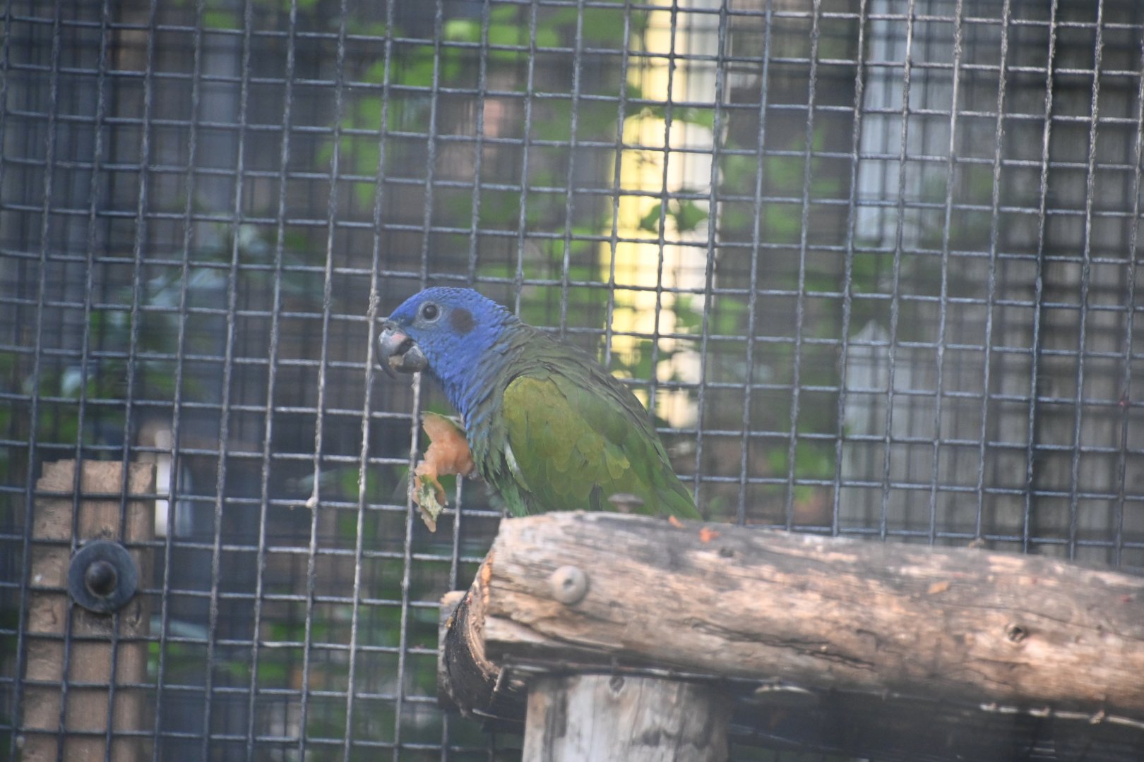Blue-headed parrot (Pionus menstruus)
