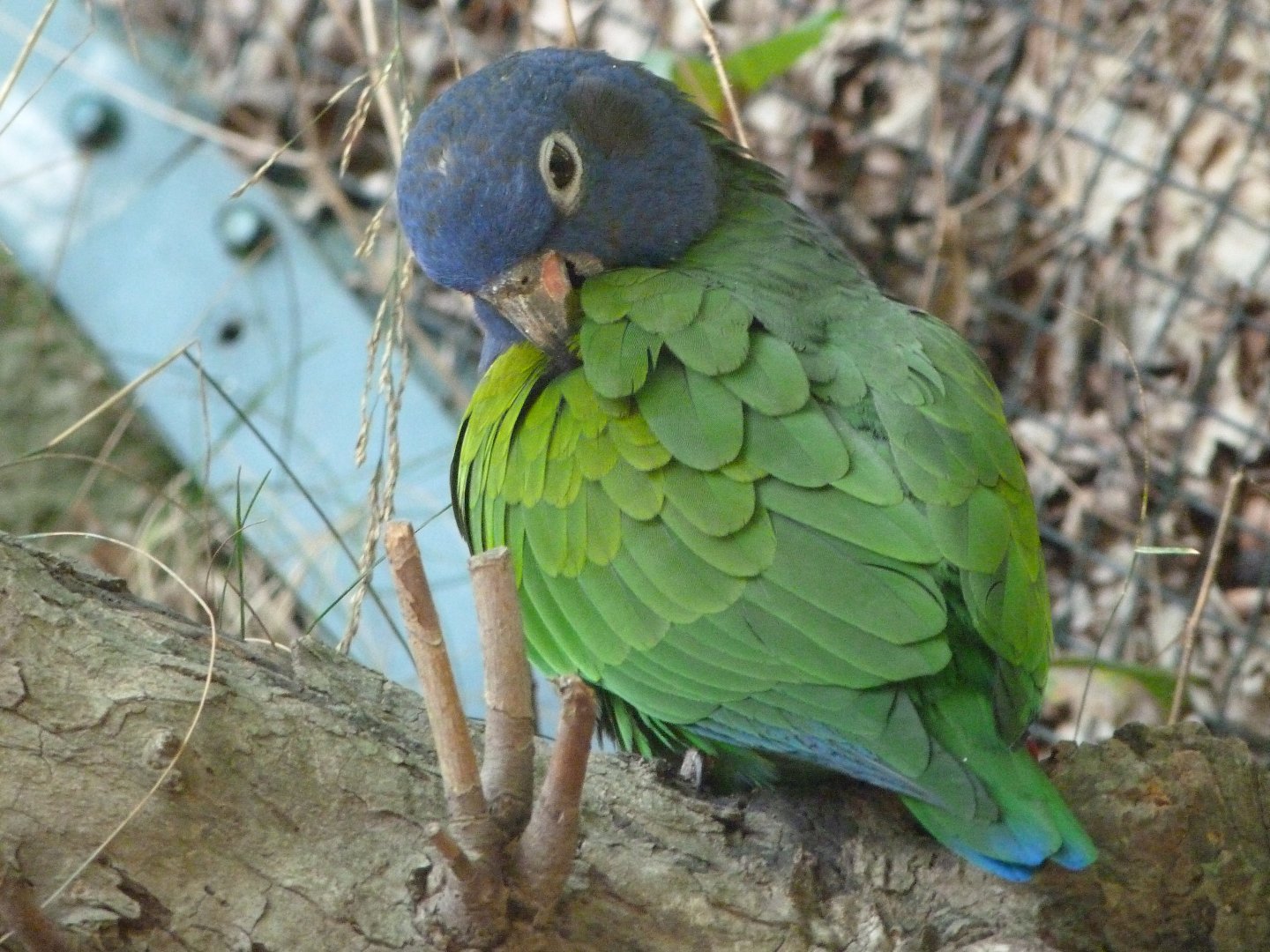 Blue-headed parrot -Zoo Plzeň (2025)