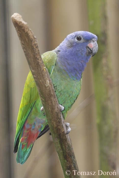 Blue-headed Parrot