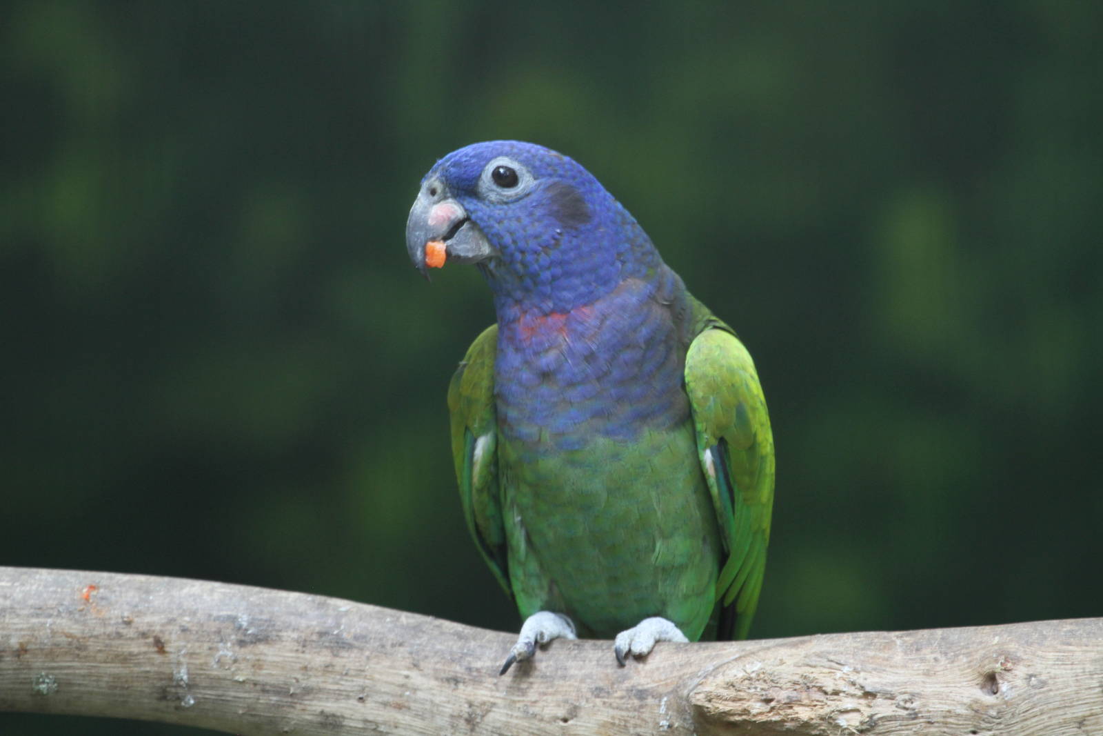 Blue-headed Parrot