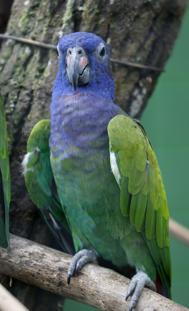 Blue-headed Parrot