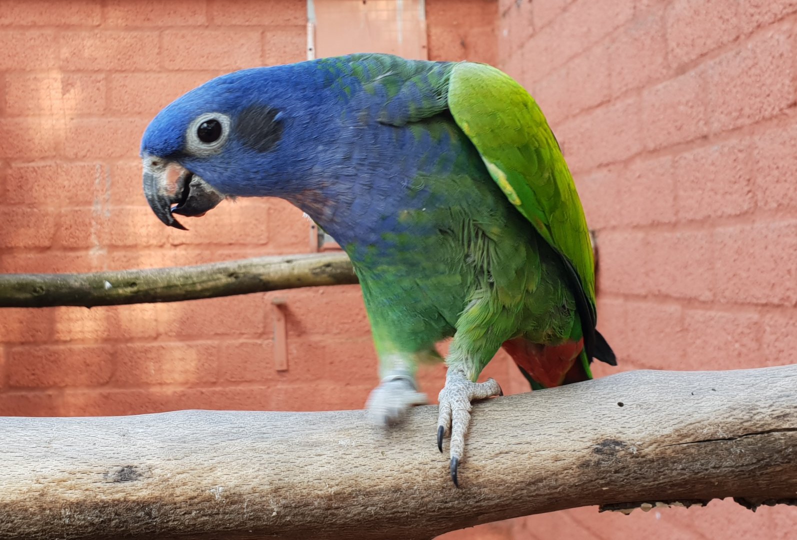 Blue-headed parrot