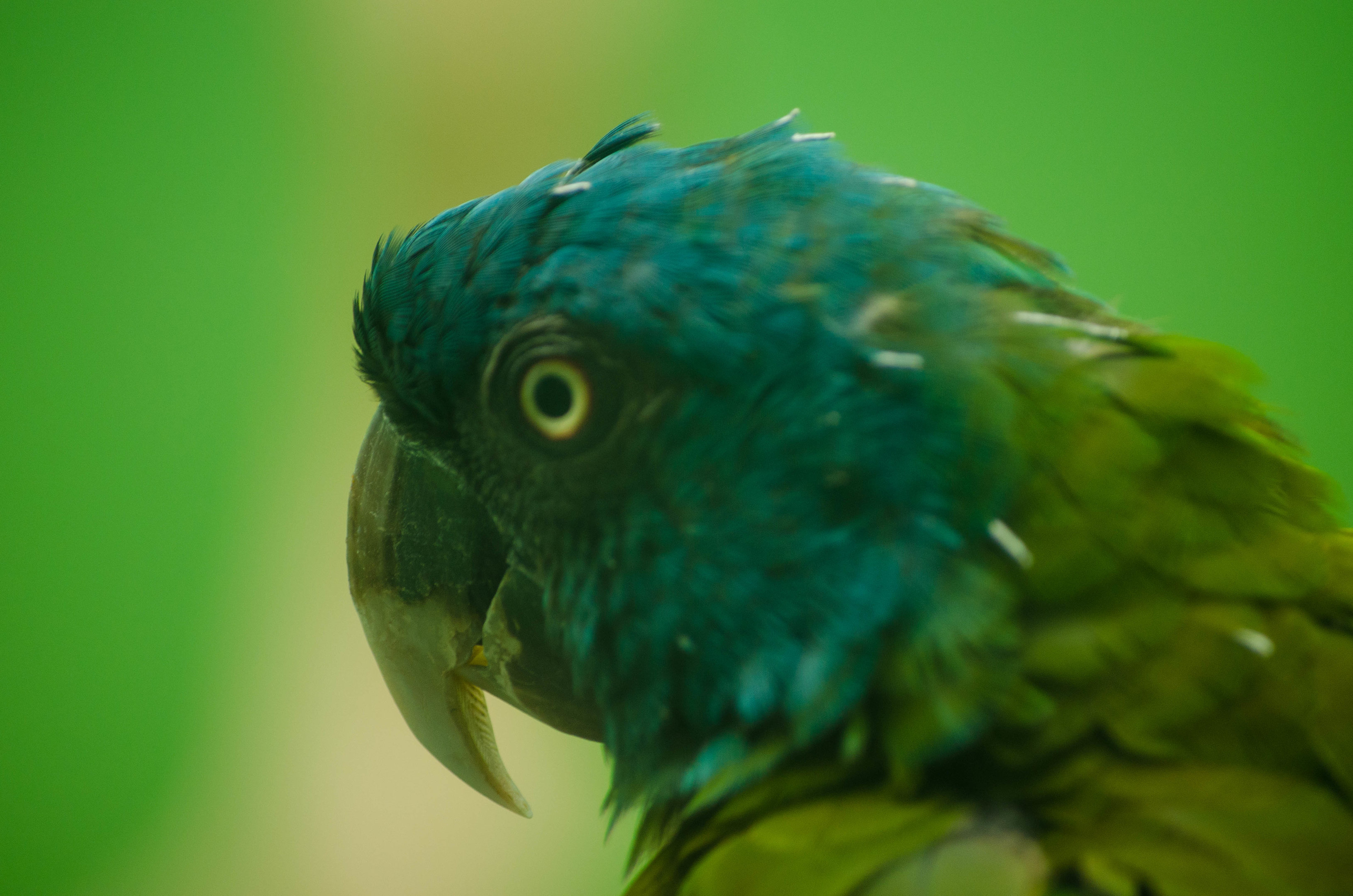 Blue headed parrot