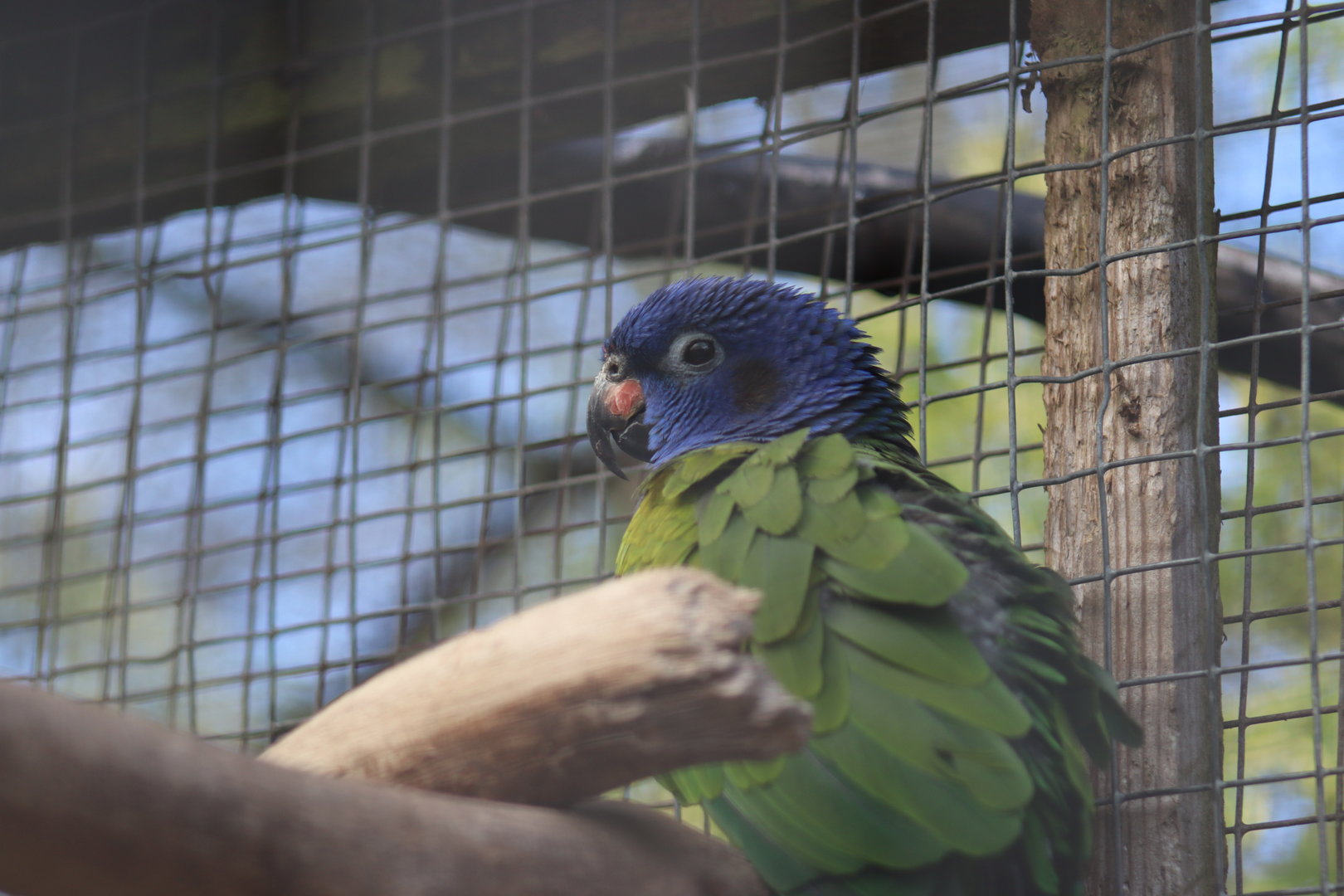 Blue-headed Parrot