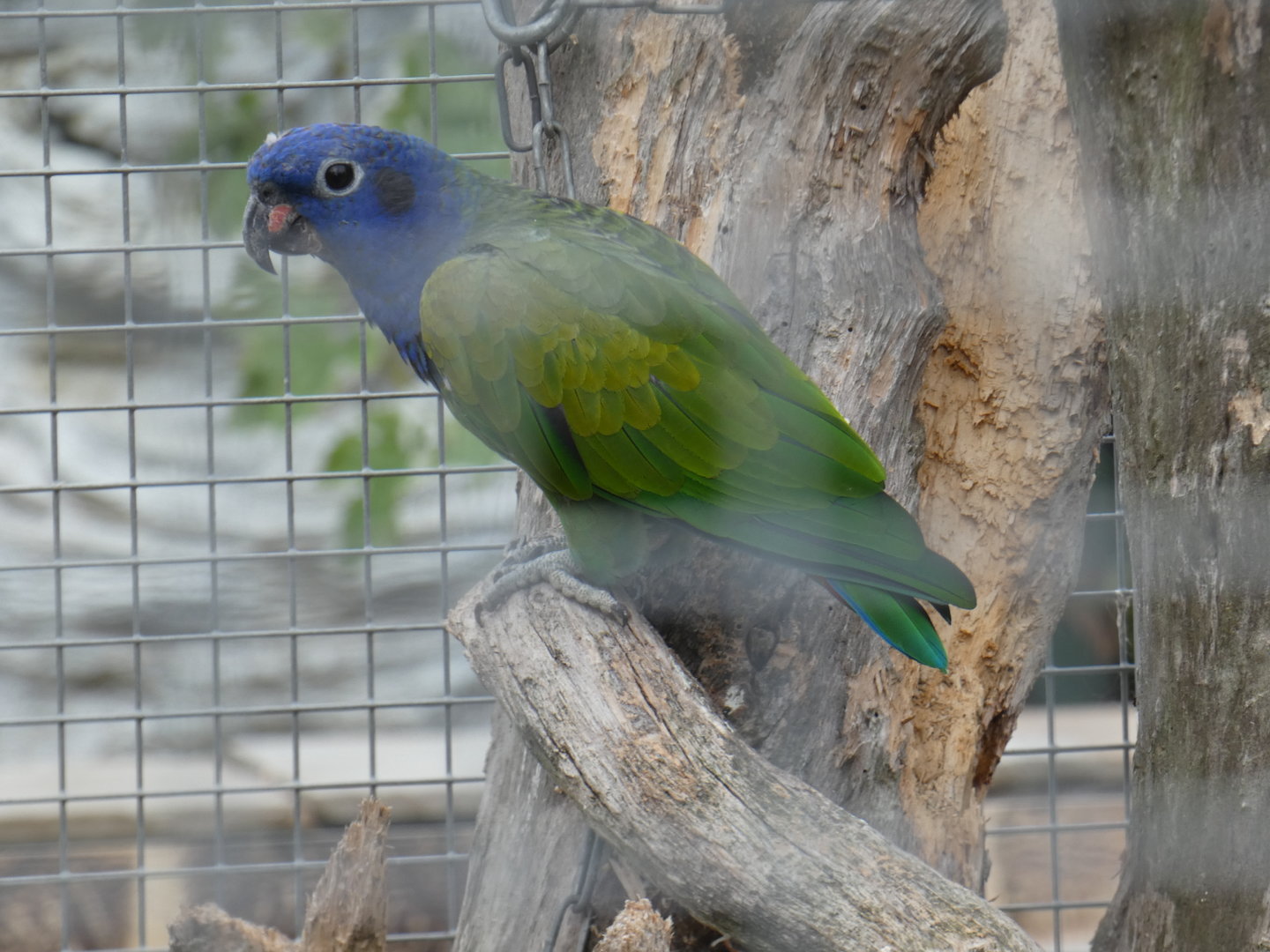 Blue-headed parrot