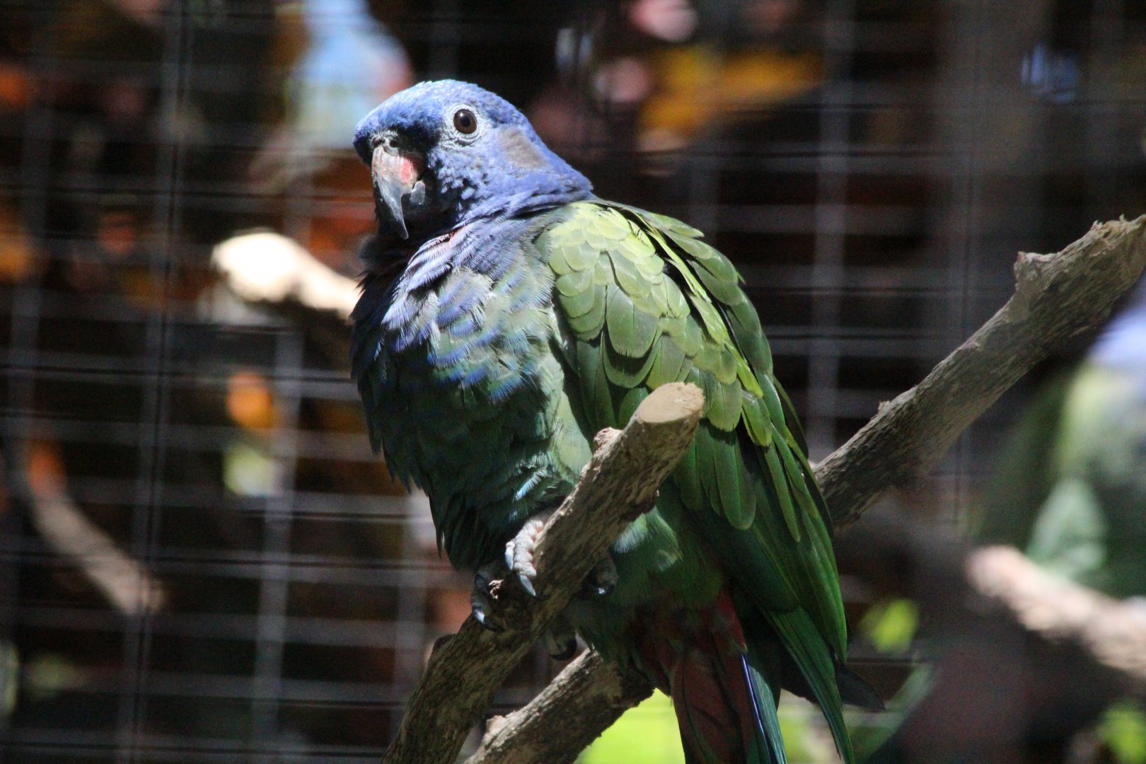 Blue-headed Pionus Parrot - Mar 2019