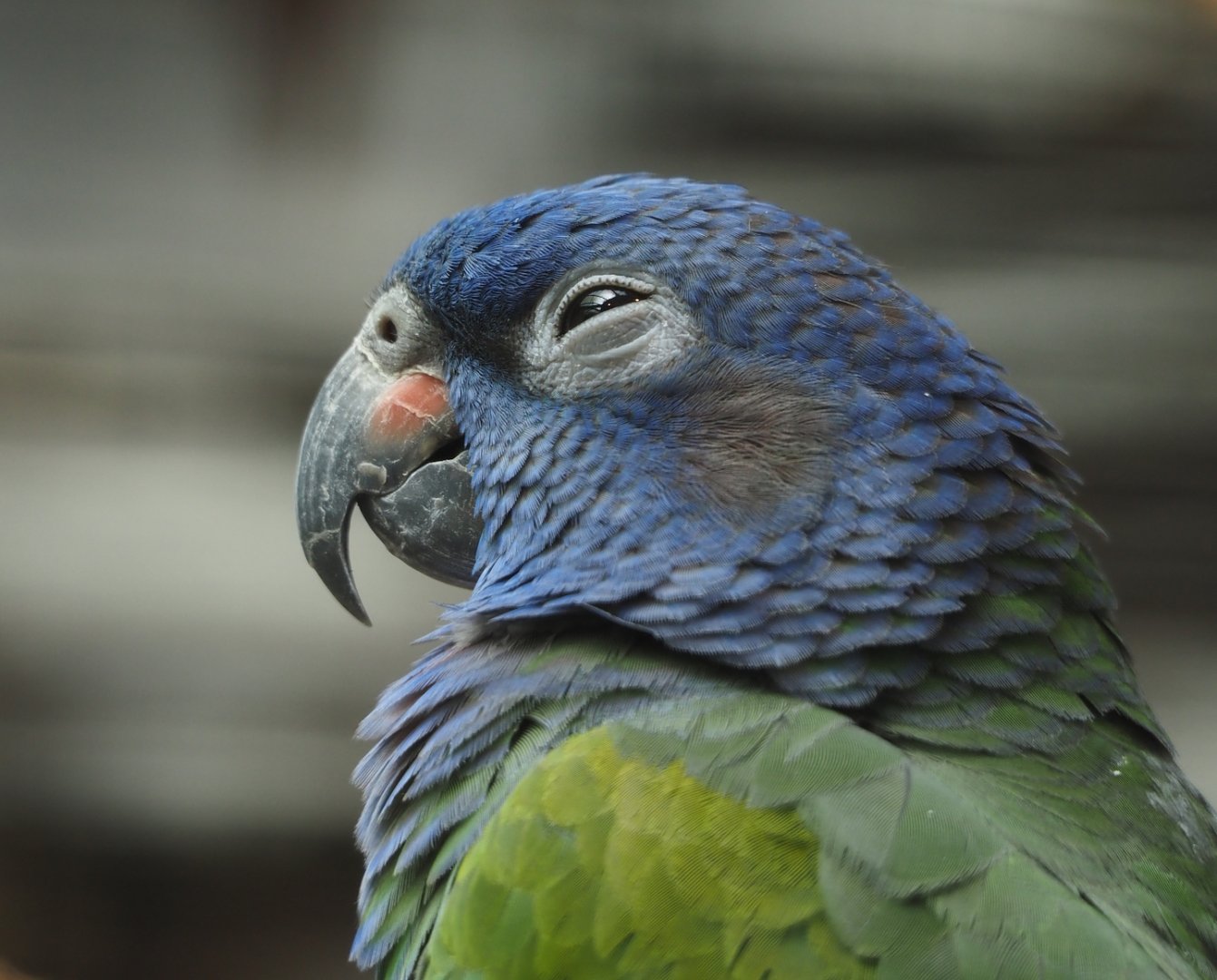 Blue-headed Pionus (Pionus menstruus), 2024-05-23