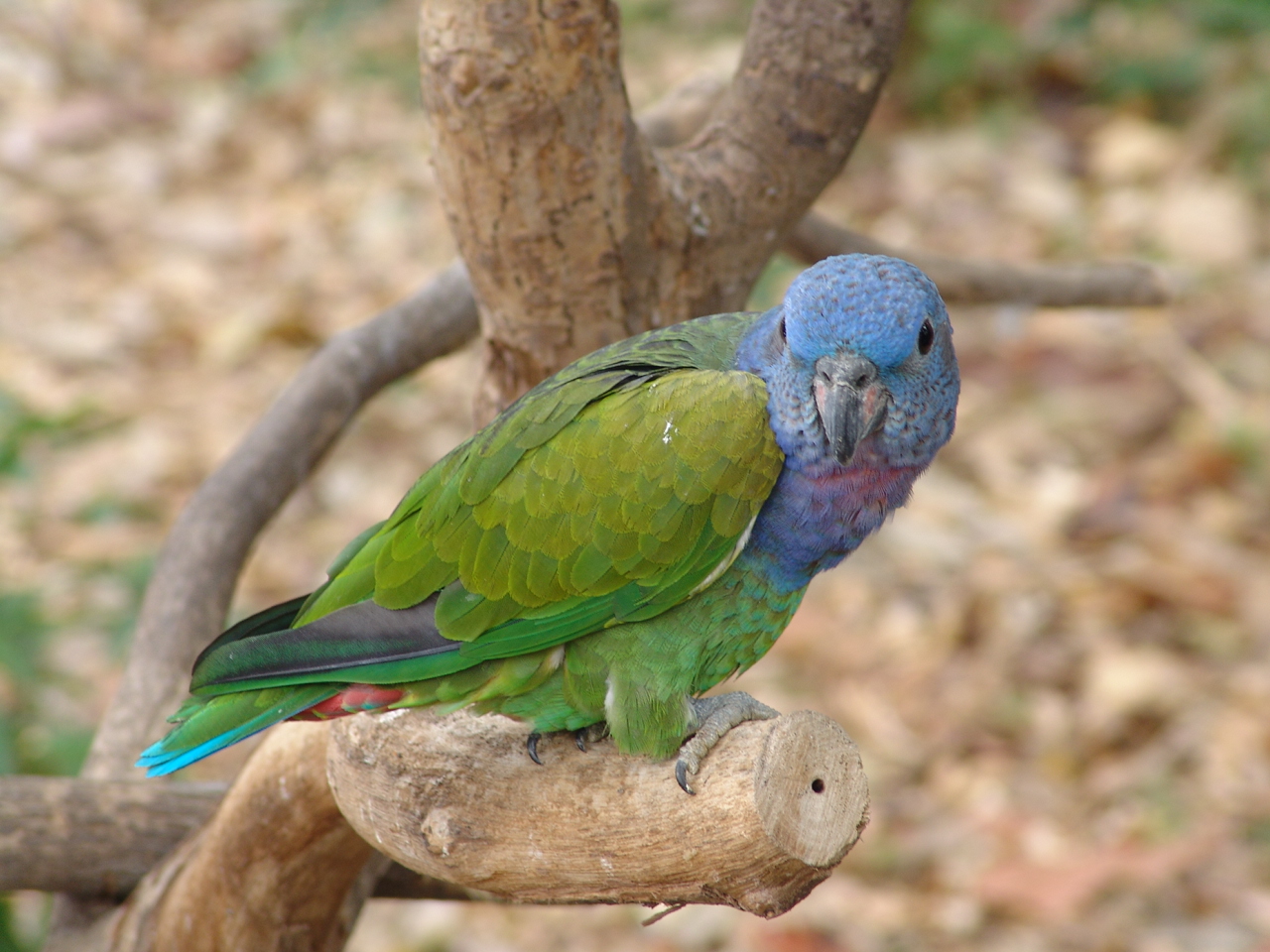 Blue-headed Pionus (Pionus menstruus)