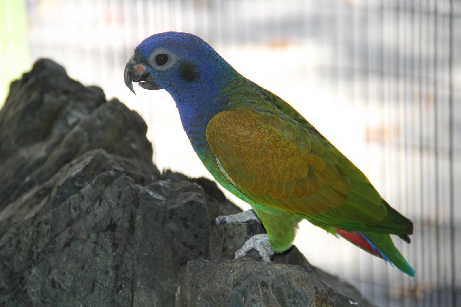 Blue-headed Pionus (Pionus menstruus)