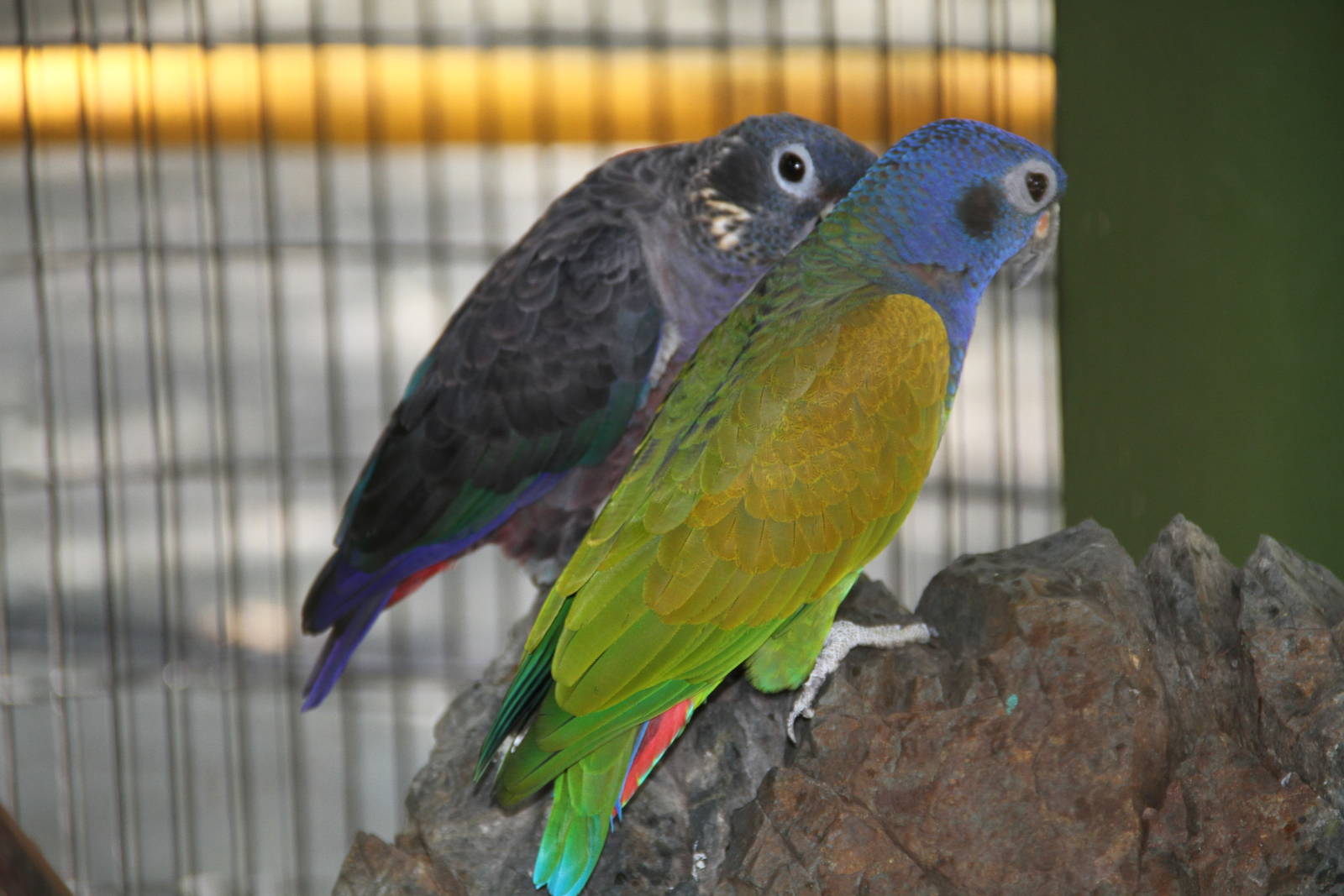 Blue-headed Pionus (Pionus menstruus)
