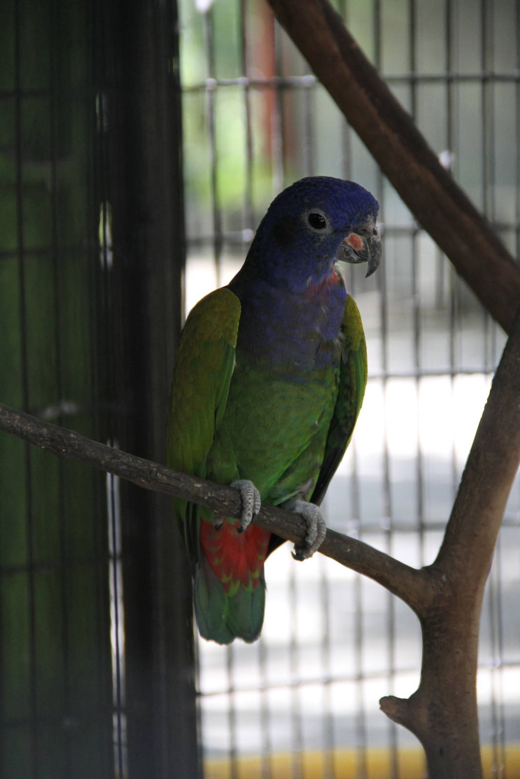 Blue-headed Pionus (Pionus menstruus)