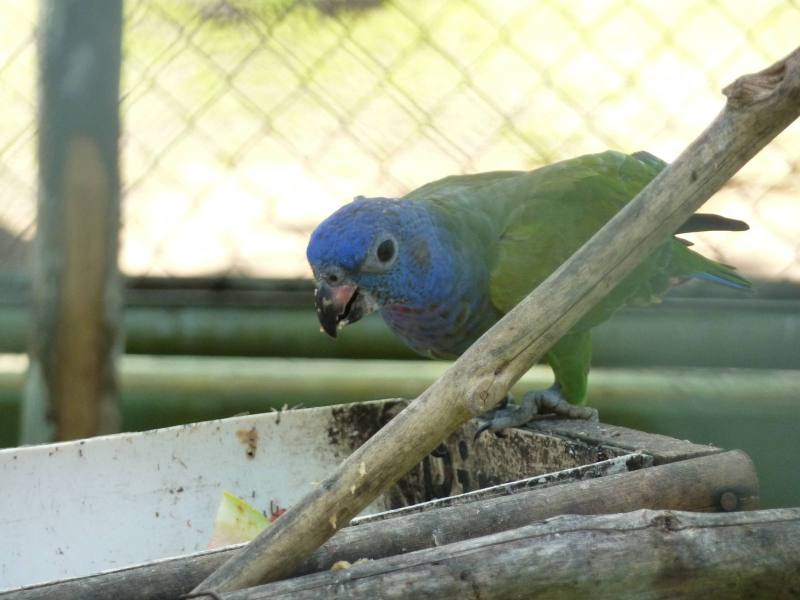 Blue-headed pionus