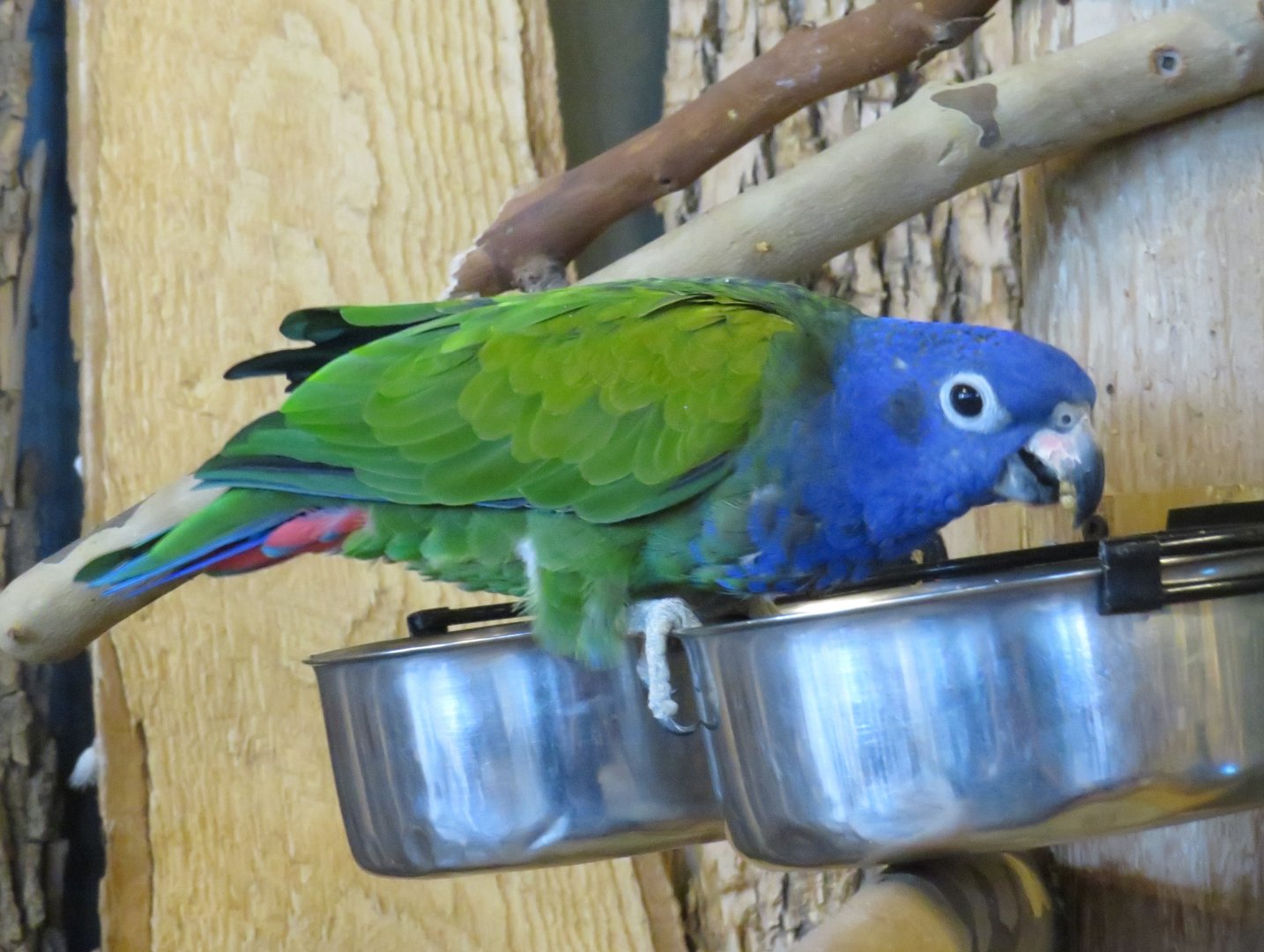 Blue-headed pionus