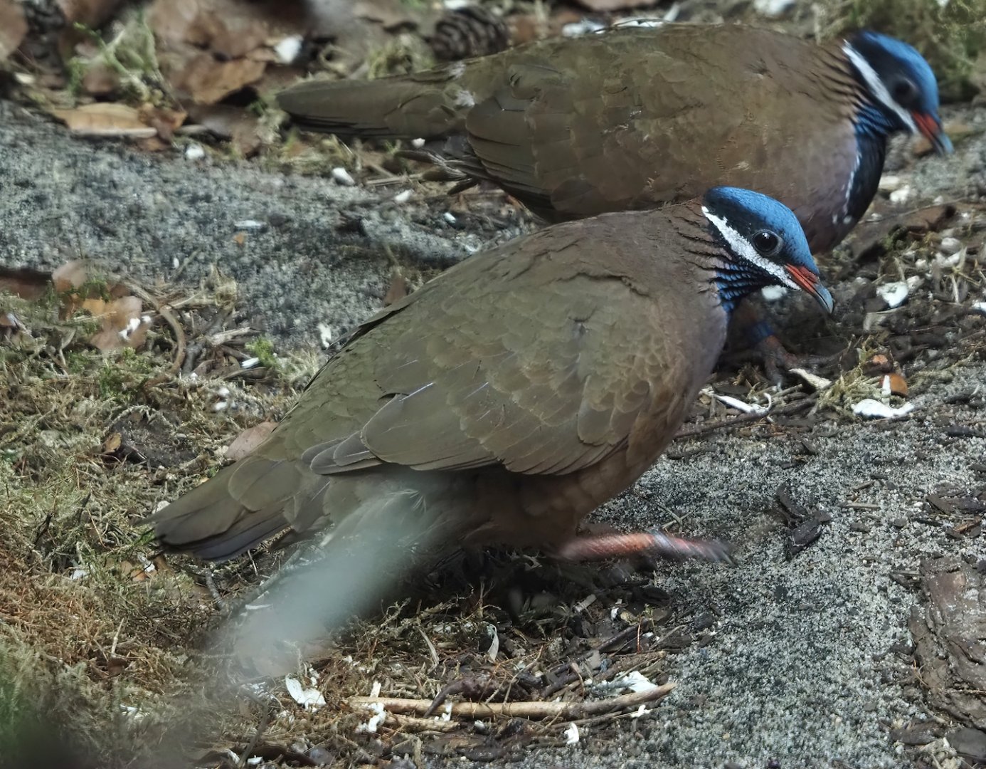 Blue-headed quail-dove (Starnoenas cyanocephala), 2024-05-23