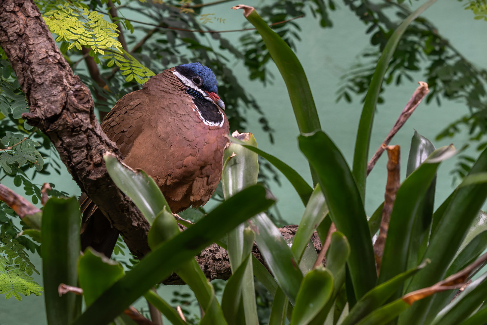 Blue-headed quail-dove (Starnoenas cyanocephala)