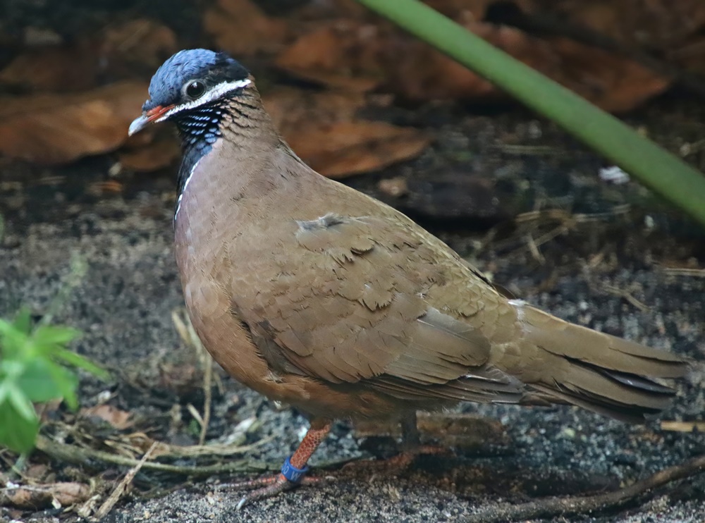 Blue-headed quail dove (Starnoenas cyanocephala)